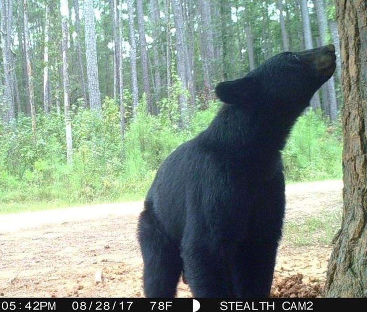 Black bears are being found across South Carolina. This bear was spotted on the edge of Congaree National Park in 2017.