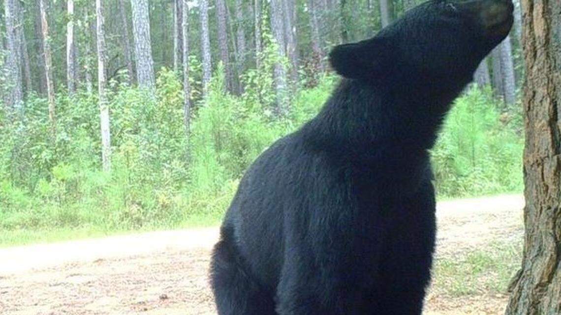 You’re walking your dog in SC and you see a bear. Here’s what to do to avoid trouble, experts say