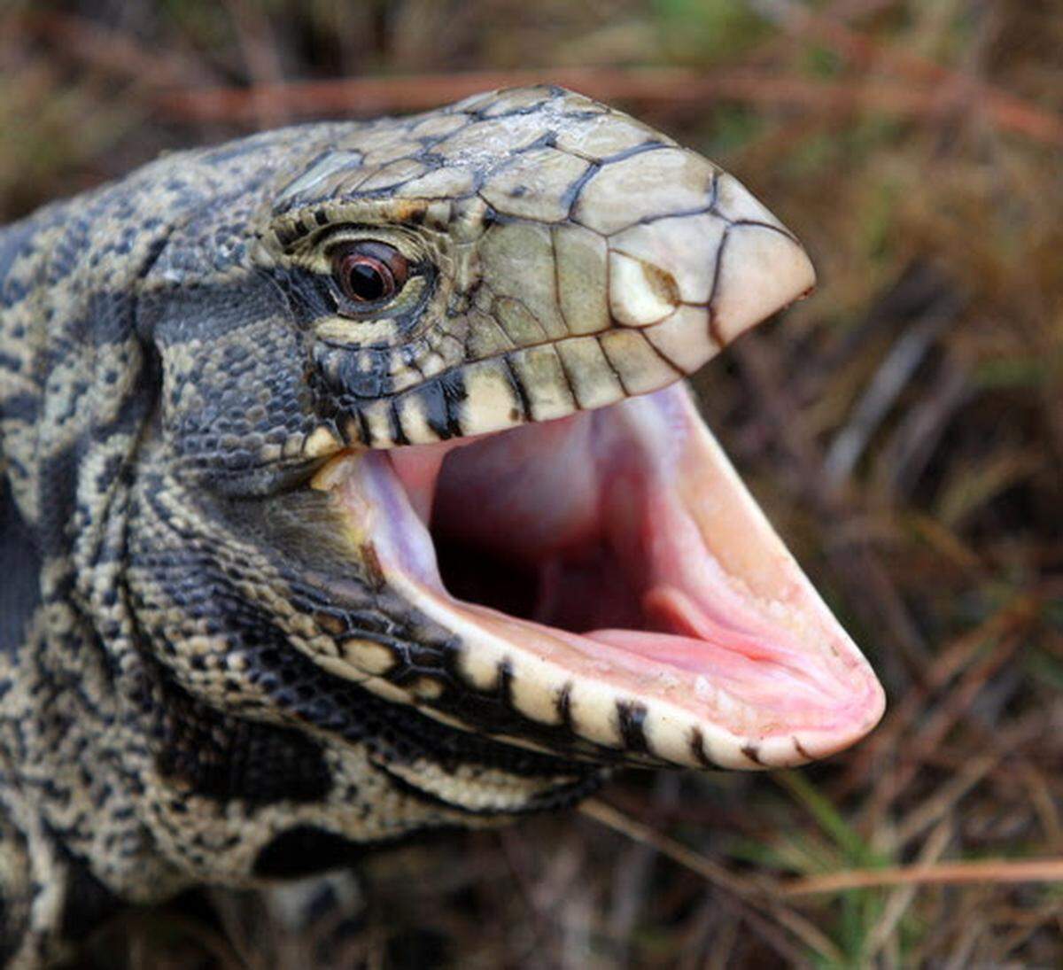 Adult black and white tegu lizard.