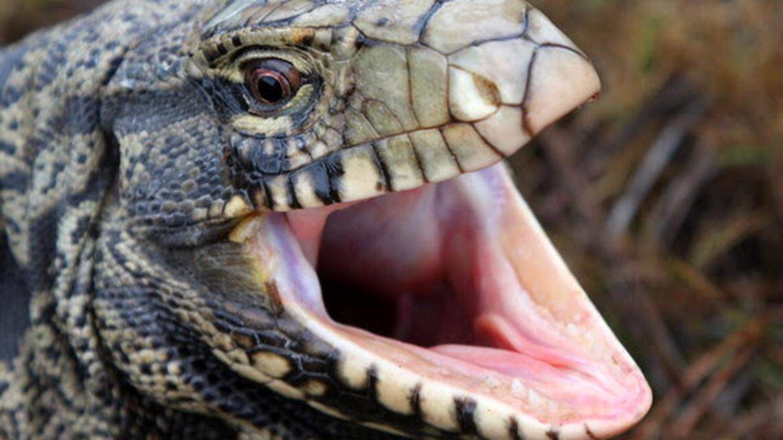 Adult black and white tegu lizard.