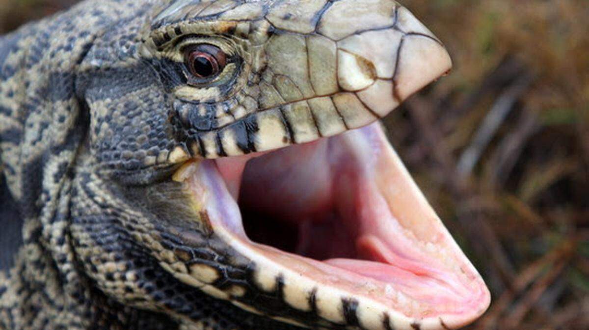 Adult black and white tegu lizard.