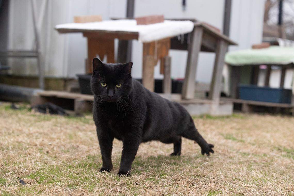 Pimento, a feral cat that lives outside of Pawmetto Lifeline, goes for a walk on Friday, January 10, 2025.