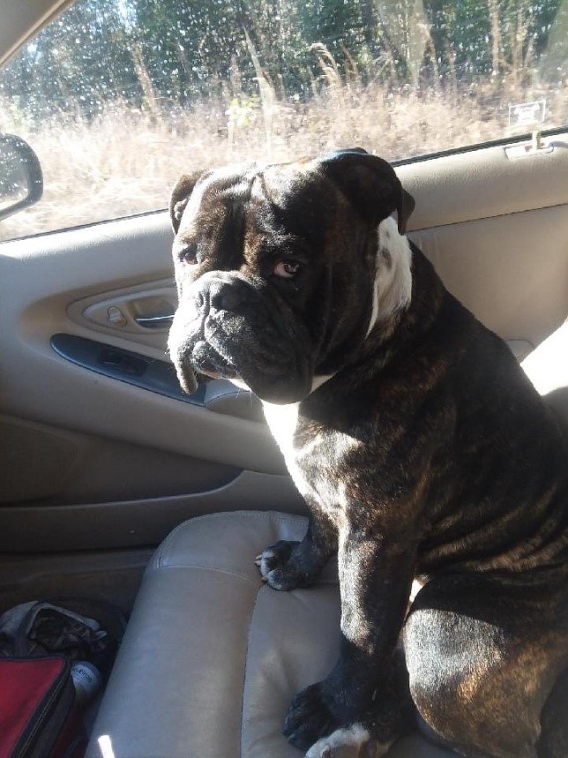 English bulldogs Zeus, pictured, and Lily, were stolen from a Lexington County man’s home, the sheriff’s department said.