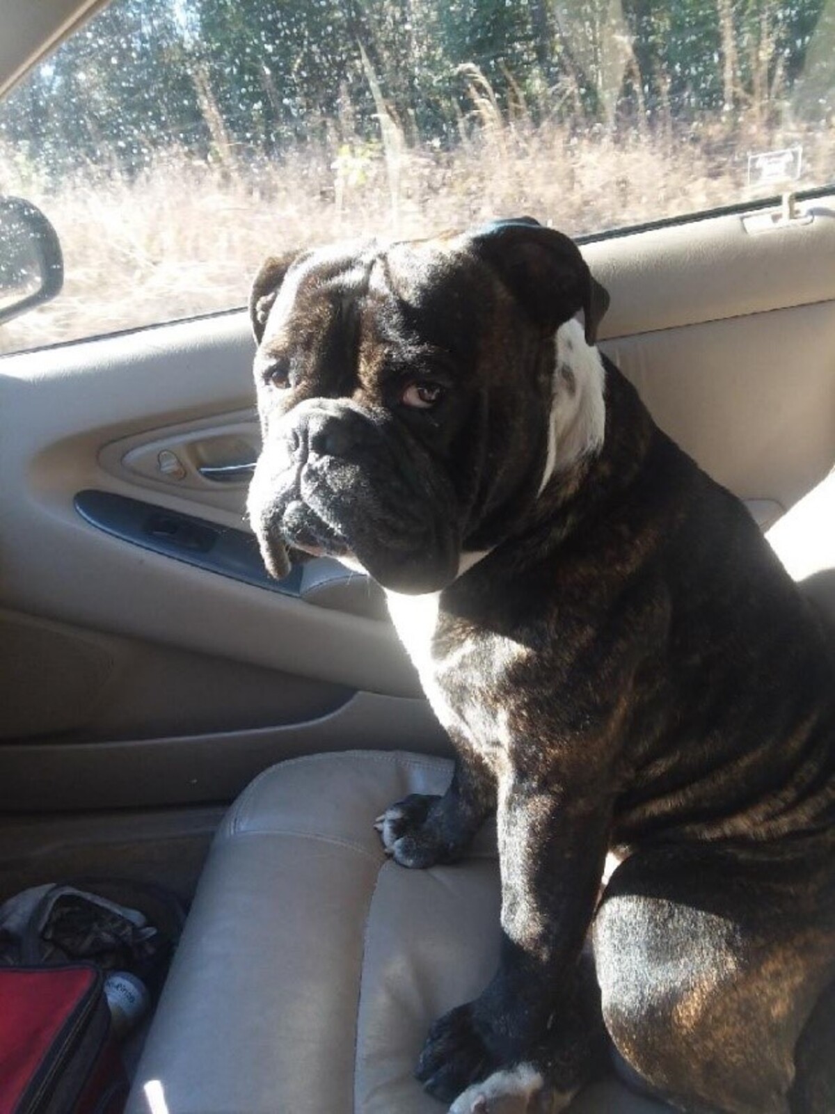 English bulldogs Zeus, pictured, and Lily, were stolen from a Lexington County man’s home, the sheriff’s department said.