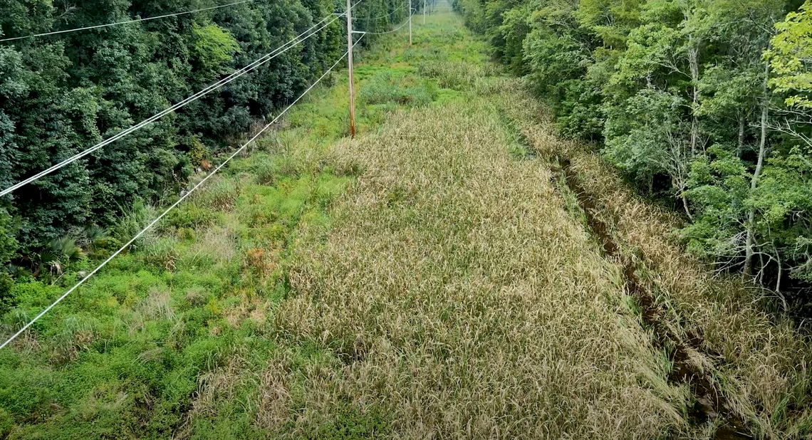 A screenshot from a video Santee Cooper made about its transmission line project through Francis Beidler Forest.