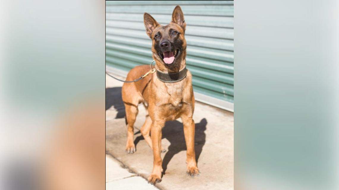 K9 Maverick