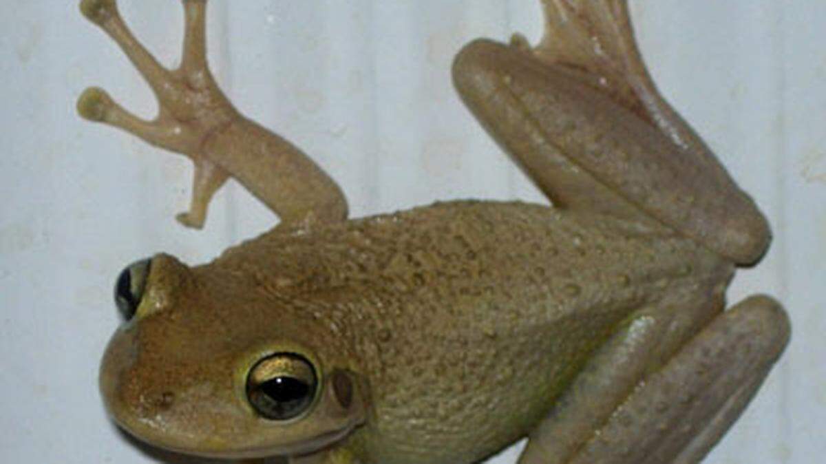 Cuban tree frogs are native to Cuba, the Cayman Island and the Bahamas. They made their way to Florida in the 1920s, likely on cargo ships, according to the University of Florida. They secrete toxins than can cause skin irritation in people and they are threats to native wildlife, eating different types of American frogs.