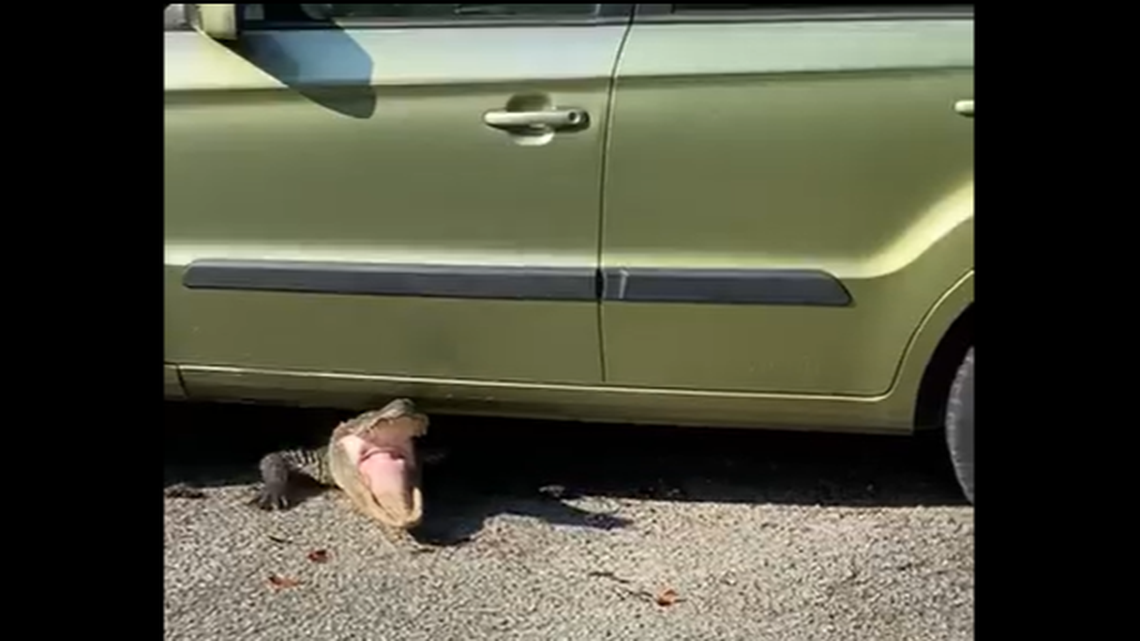 The alligator turned angry and broke free of a catch pole used to pull it out from under the car, video shows. It happened on James Island, South Carolina.