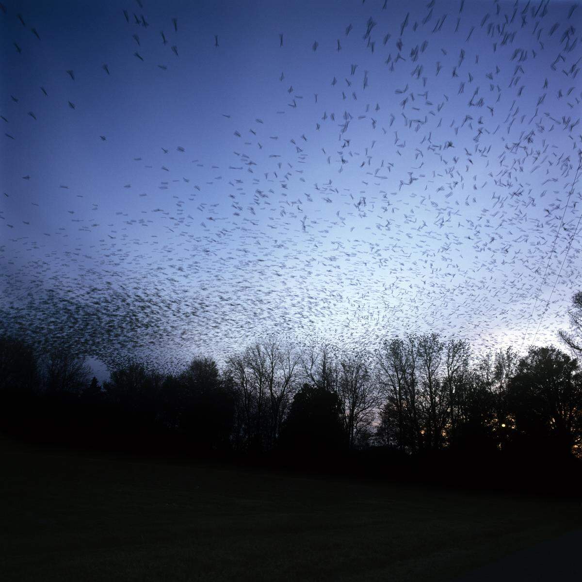 “Blackbirds” was made during the annual migration of thousands of blackbirds across the Mississippi Delta. Robbins’ photograph, taken from her porch, captures a moment from the birds’ cacophonous flight in ebbing and flowing patterns of expanding and contracting circles.