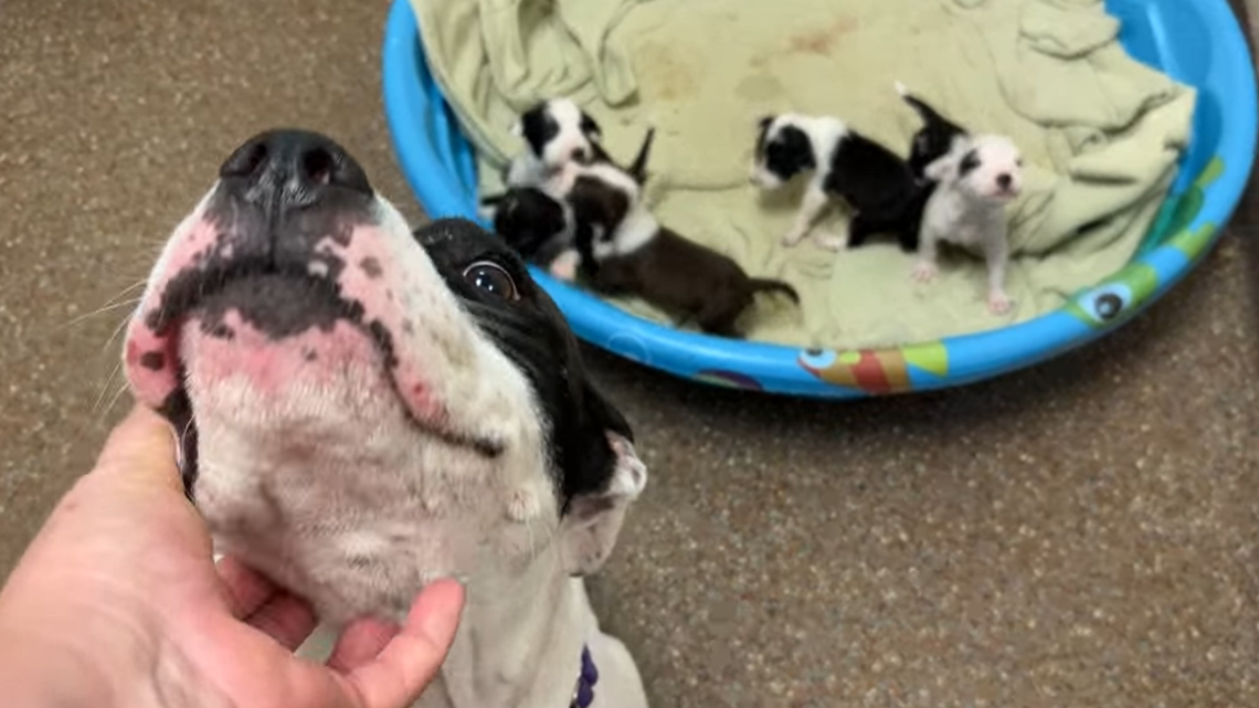 A stray dog unexpectedly started caring for five adorable puppies, a South Carolina shelter said.