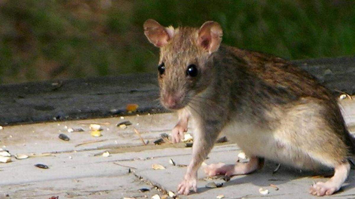 A file photo of a rat. Orkin says a city in South Carolina is one of the most rat infested in the U.S.