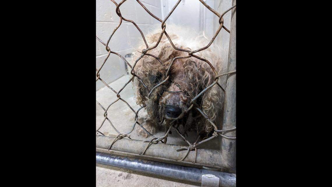 Binky the dog was scruffy when he was taken to a South Carolina shelter, photos show.