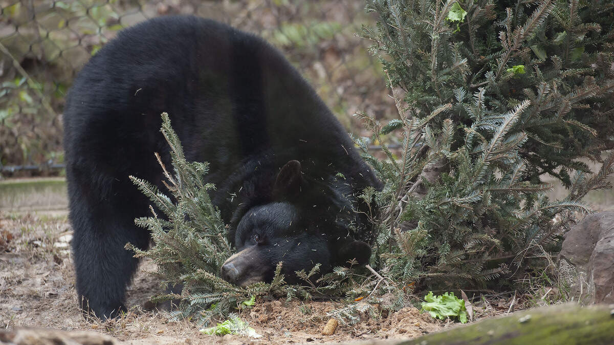 A man discovered being eaten by a black bear was not killed by the animal.