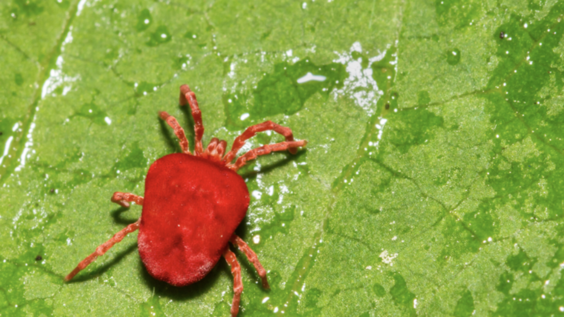 These SC critters are small, red & pack a mean itch. Here’s how to fight back if attacked