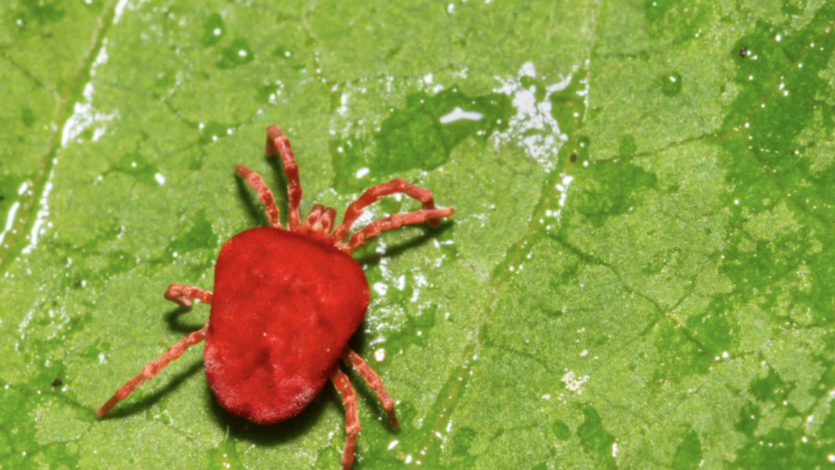 Chiggers attach to your skin, but don’t burrow or suck blood. They leave behind a powerful itch.