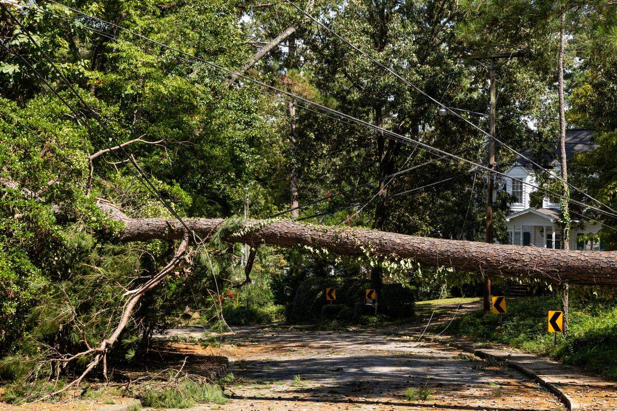 Trees that fell when Hurricane Helene hit Forest Acres, South Carolina, weigh down power lines near the intersection of Piedmont Drive and Claremont Drive on Friday, September 27, 2024.