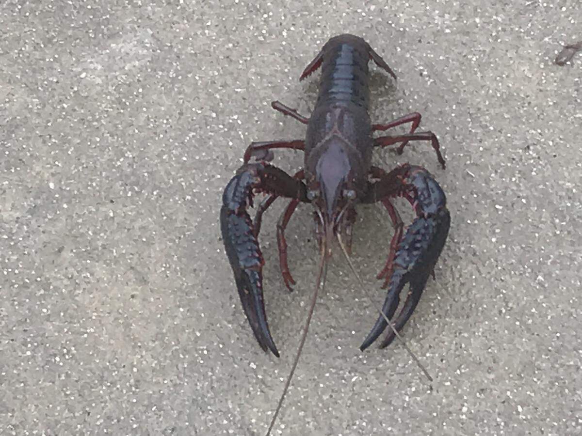 Crawfish infested a yard in Lake Murray following Hurricane Michael.