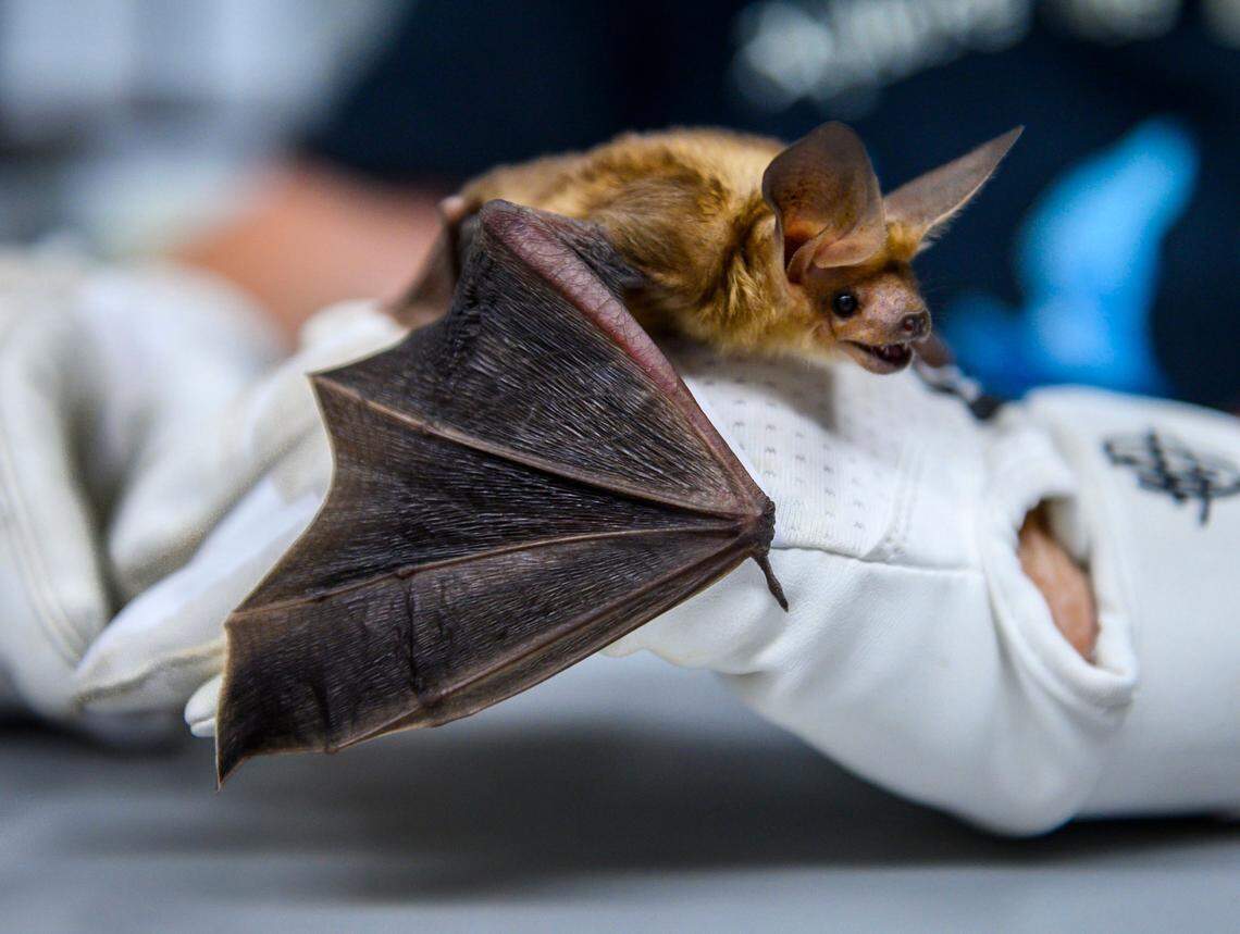 A pallid bat sits on bat expert Corky Quirk’s hand at the Yolo Basin Wildlife Area in Davis on Wednesday, July 10, 2019. Pallid bats are unlikely to contract white nose syndrome due to their large size, according to Quirk.