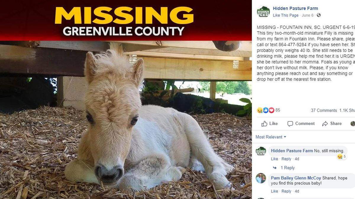 Pikachu went missing June 6.