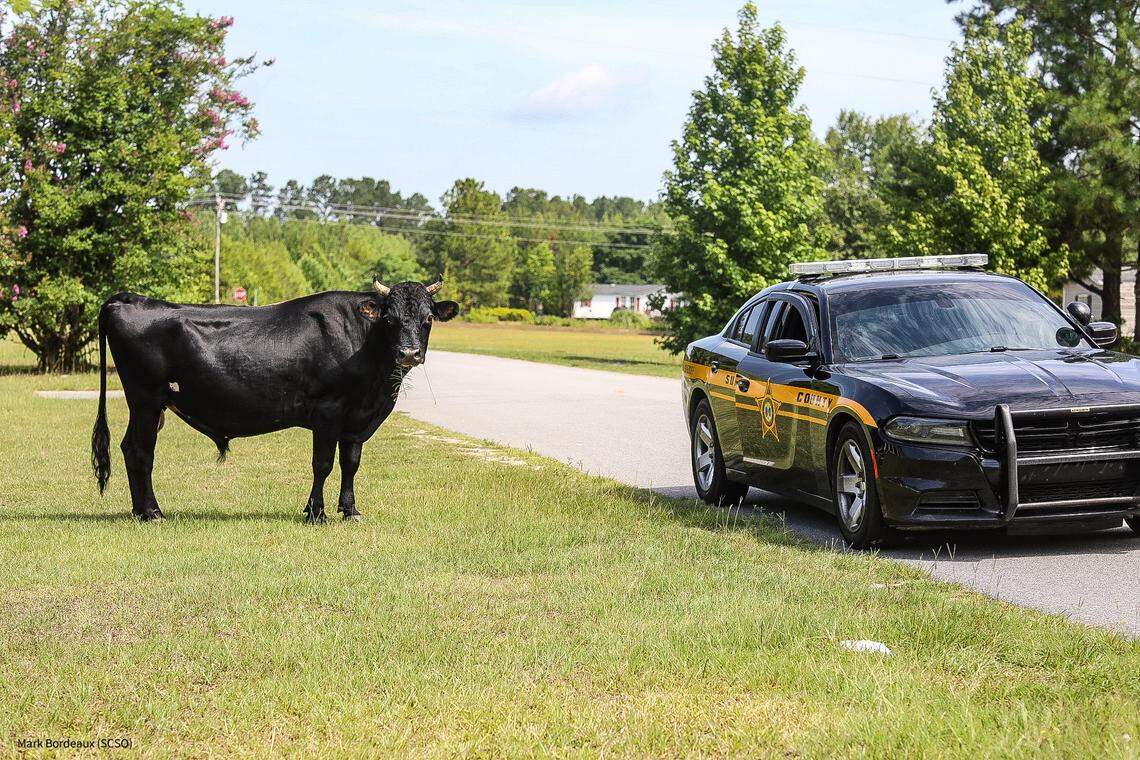 The Sumter County Sheriff’s Office encounter a loose bull on July 18, 2024.