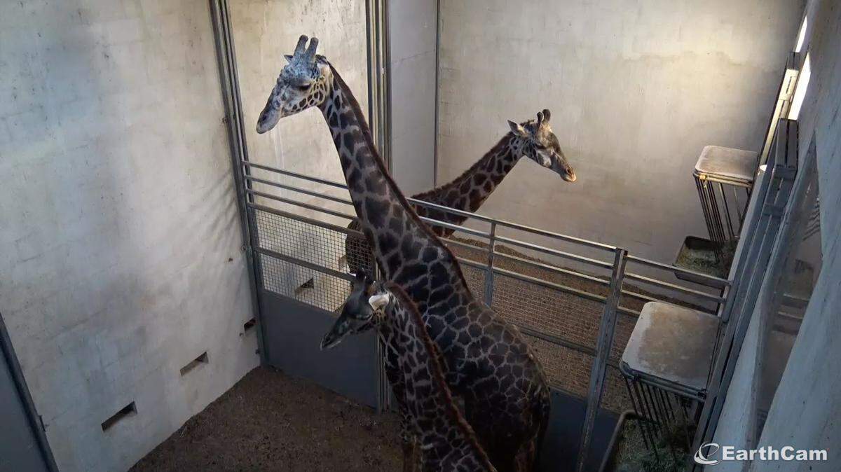 The Greenville Zoo has three giraffes: mother Autumn, at rear; father, Miles, and 1-year-old Kellan. Autumn is pregnant with her sixth offspring, due any day.