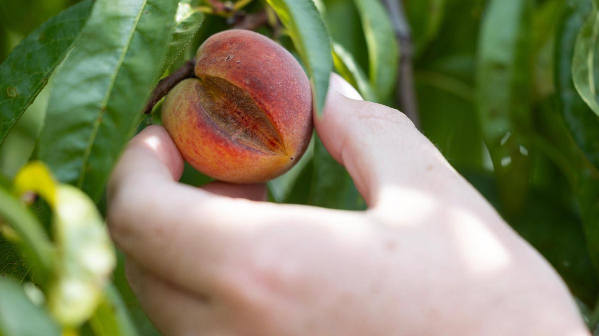 Ross Williams, chief operating officer of post harvest operations and supply chain at Titan Farms, shows a “button,” a type of peach that did not mature properly and cannot be sold on Thursday, July 13, 2023.