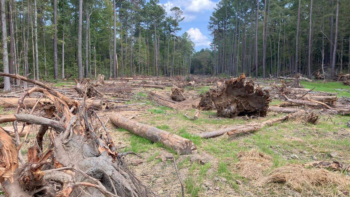 Contractors have chopped down trees and dug along stream beds as part of a project to reduce the flow of mud into the Broad River. But the project has critics, who say it’s too expensive and is disrupting vibrant woodlands in the Sumter National Forest of Chester County. The work is being done in an attempt to offset the loss of wetlands at the Scout Motors electric vehicle project in Richland County.