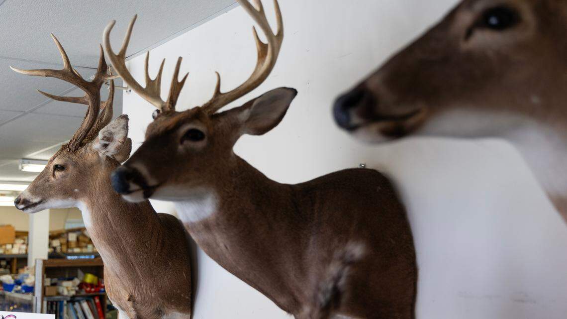 Deer heads on display at a South Carolina business.