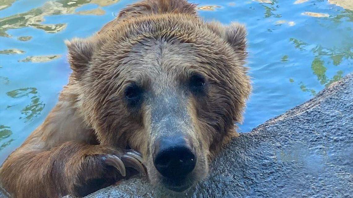 Sundance the grizzly bear died at Columbia’s Riverbanks Zoo, April 30, 2022.