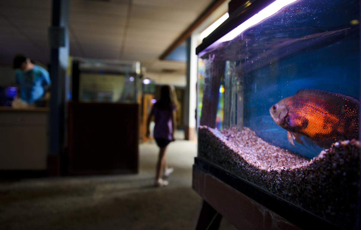An Oscar fish was abandoned by its owner, who has been charged with multiple animal abuse crimes.
