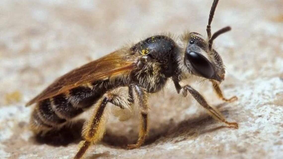 What to know about ground bees in South Carolina | The State