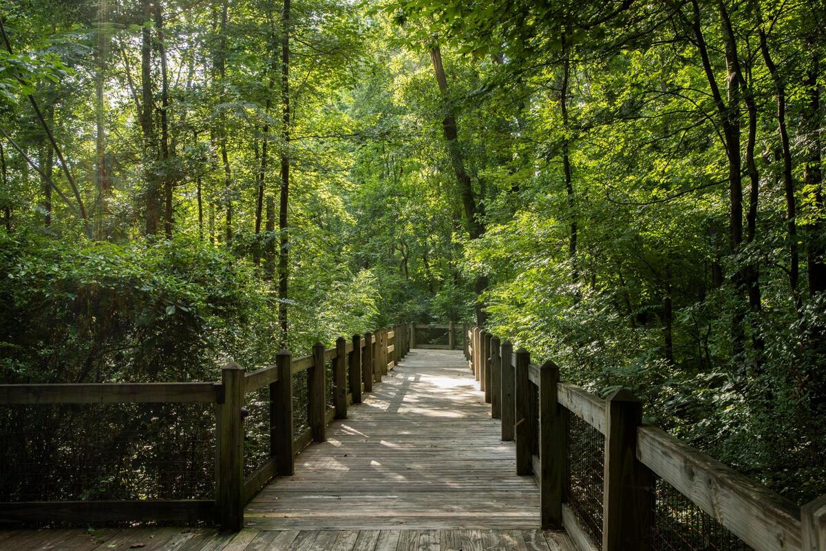 A walking path through the forest at Saluda Shoals on Tuesday, July 13, 2021.