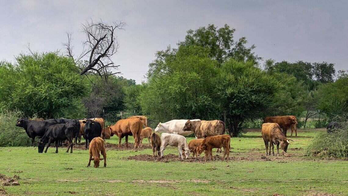 Chester man pleads guilty to bovine insemination bid rigging. Investigation ongoing