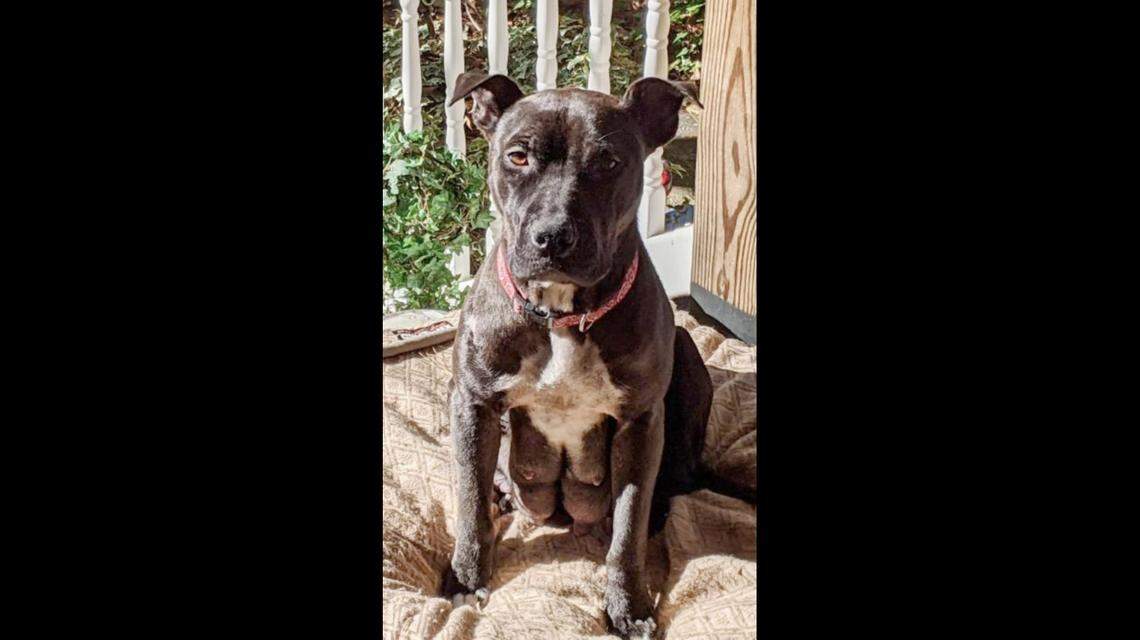 A dog and her puppies were stolen in South Carolina, officials said.