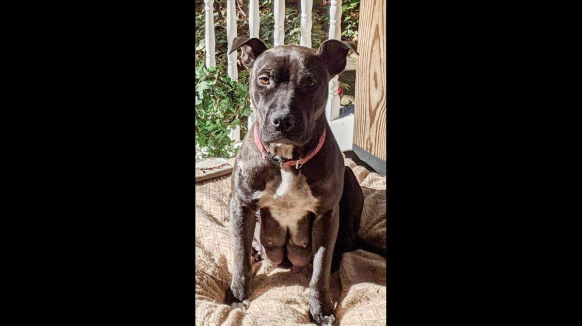 A dog and her puppies were stolen in South Carolina, officials said.