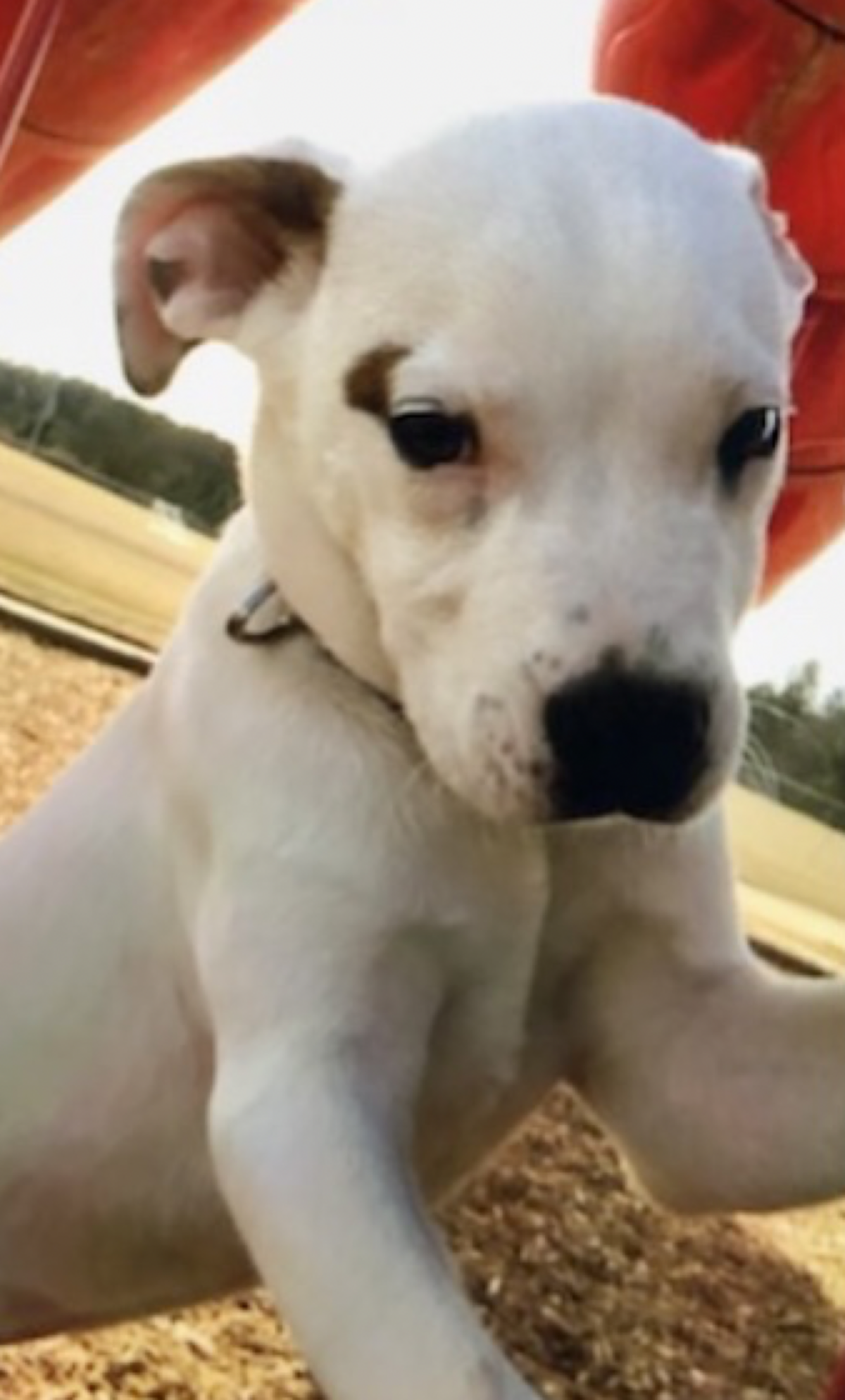 Cayce, South Carolina spokesperson released this image of a dog that was in a car with a child who police say was abducted from a hotel.