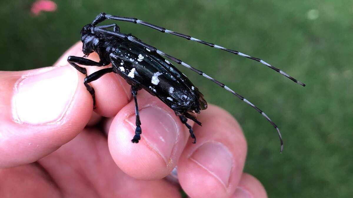 An Asian long-horned beetle.