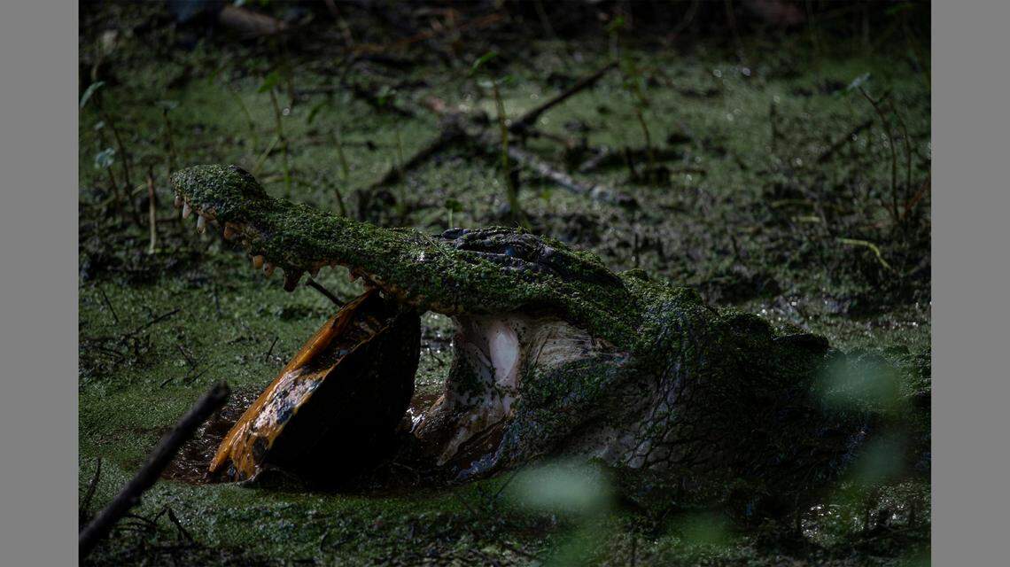The alligator tried chewing the turtle from different angles.