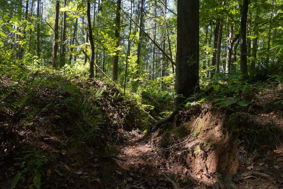 Trees grow near the Broad River and the McCluney Branch creek in the Sumter National Forest on Thursday, September 18, 2025. A project to repair eroded stream beds is causing trees to be chopped down in the South Carolina preserve.