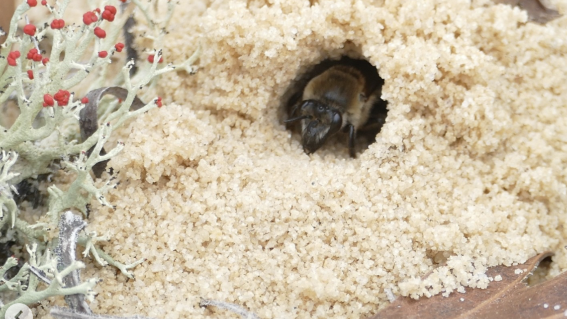 Rare bee species discovered in SC for first time, SCDNR says. See what the buzz is about
