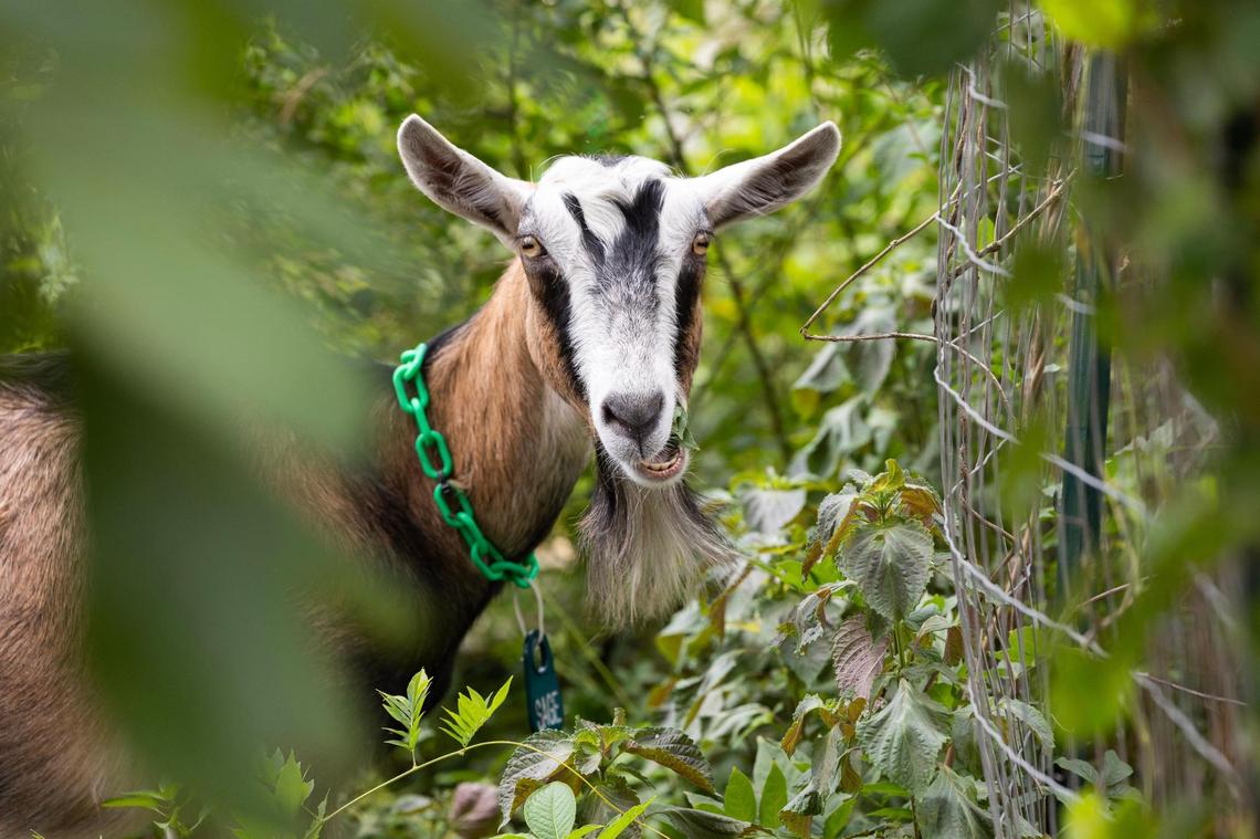 Goats clear overgrown plants and debris at a home in Gadsden, South Carolina on Thursday, July 27, 2023. Some of Green Goat Land Management’s goats were raised for meat production, but now live out there days grazing overgrowth at people’s homes.