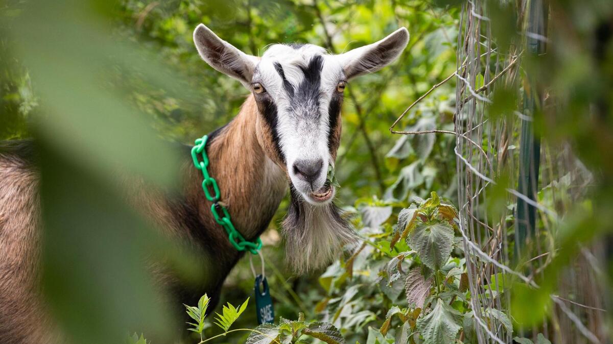 Goats clear overgrown plants and debris at a home in Gaston, South Carolina on Thursday, July 27, 2023. Some of Green Goat Land Management’s goats were raised for meat production, but now live out there days grazing overgrowth at people’s homes.