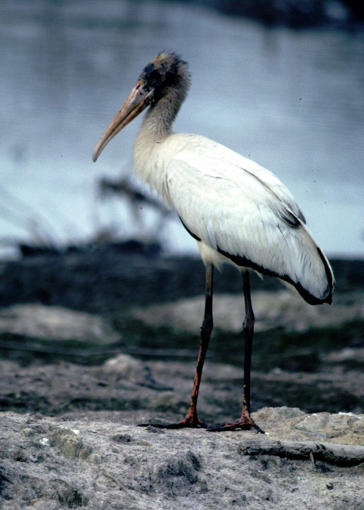 Wood storks are large wading birds that feed on fish and other prey in wetlands. They have moved into South Carolina in recent years to establish nests.