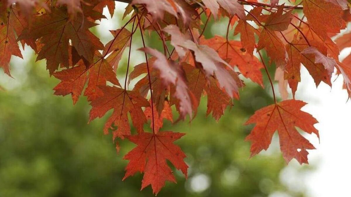 
Leaves on a maple tree in Belmont, NC, are beginning to show their fall colors. 
