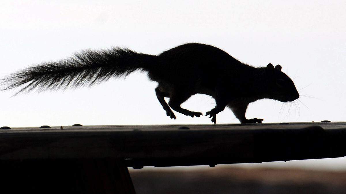 A squirrel caused a power outage that affected more than 4,000 Duke Energy customers, including a shopping mall.