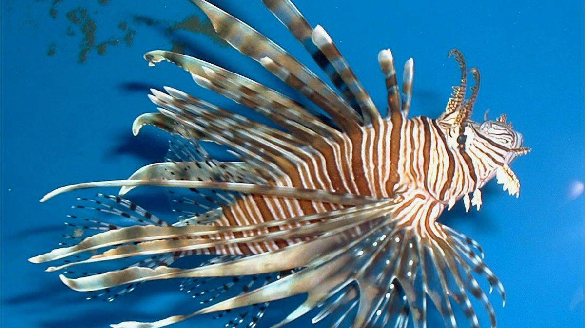 Lionfish are being spotted off the Carolina coast