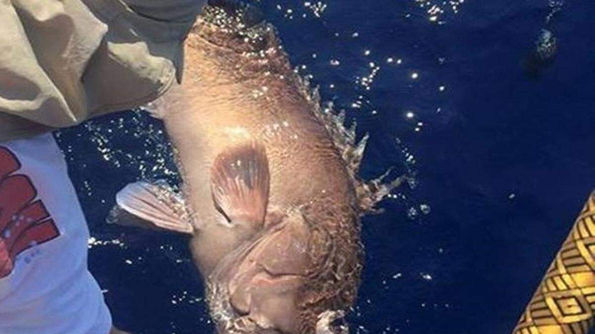 Snowy grouper are tasty fish found off the South Carolina coast