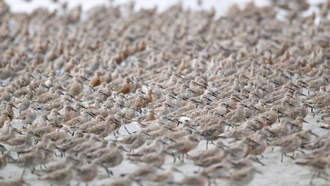 ‘The refuge is closed’: Permits to be required for Cape Romain horseshoe crab harvest