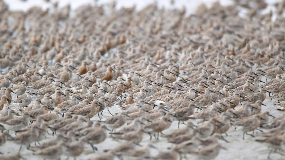 ‘The refuge is closed’: Permits to be required for Cape Romain horseshoe crab harvest