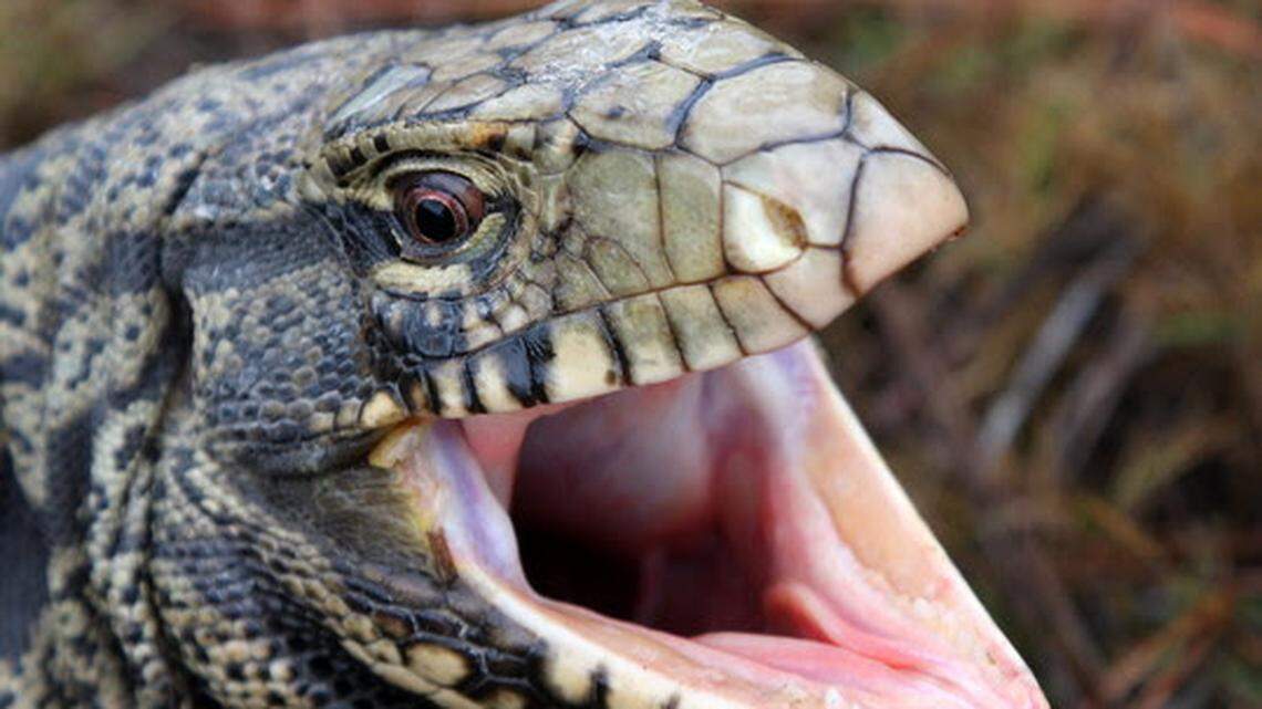 File photo: An adult black and white tegu lizard.